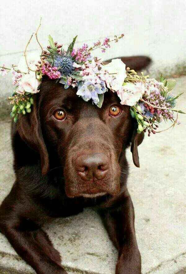 Coroas de flores - amiguinhos de 4 patas - 1
