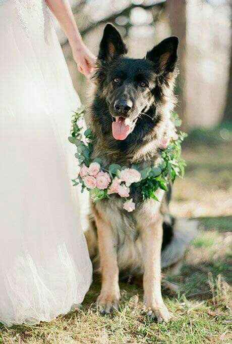 Coroas de flores - amiguinhos de 4 patas - 3