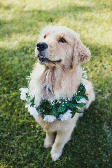 Coroas de flores - amiguinhos de 4 patas - 4