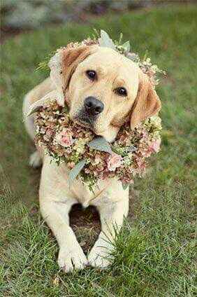 Coroas de flores - amiguinhos de 4 patas - 5