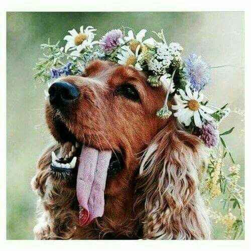 Coroas de flores - amiguinhos de 4 patas - 10