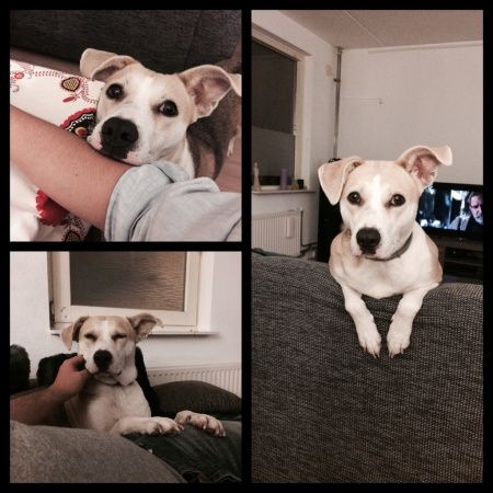 Animais de estimação - 1