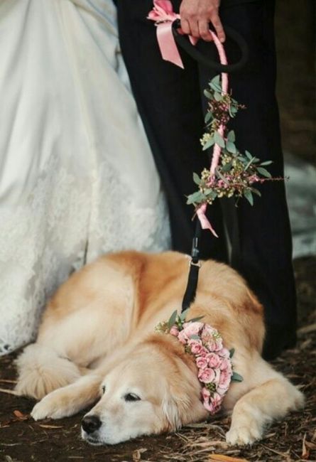 Cão das alianças