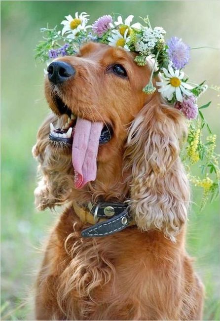 Cão das alianças