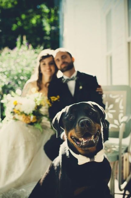 Cão das alianças