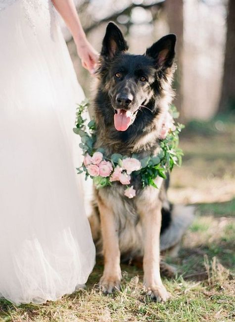 Cão das alianças