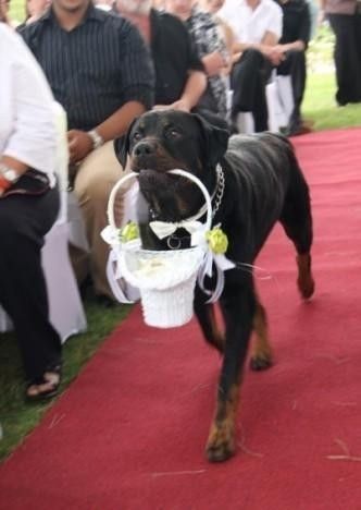 Cão das alianças