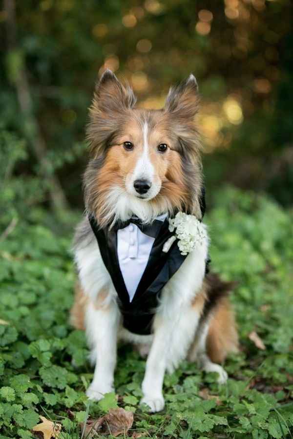 Cão das alianças