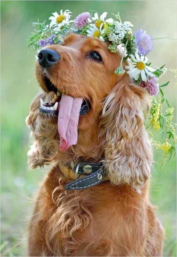 Cão das alianças