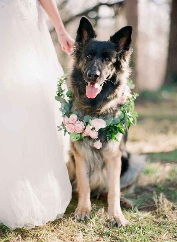 Cão das alianças