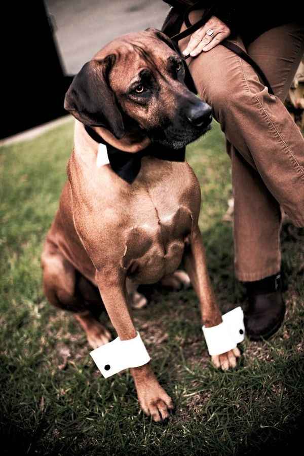 Cão das alianças