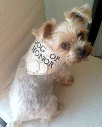 Cão das alianças