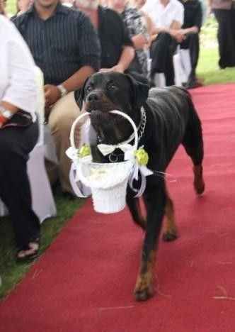 Cão das alianças