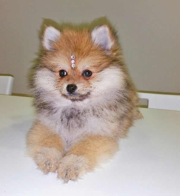 Qual o vosso animal de estimação? - 1