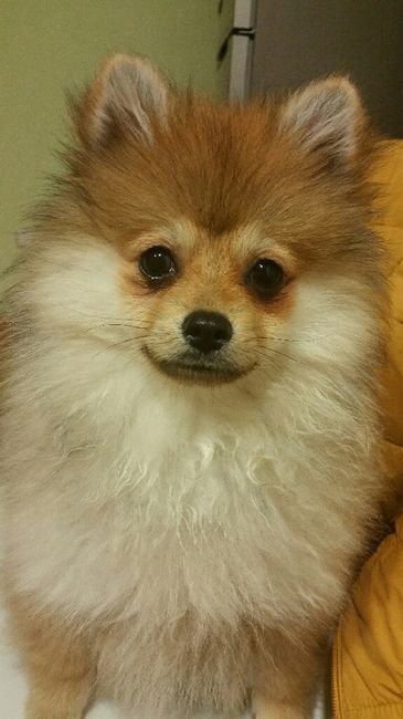 Qual o cão mais bonitinho para o casamento? - 1