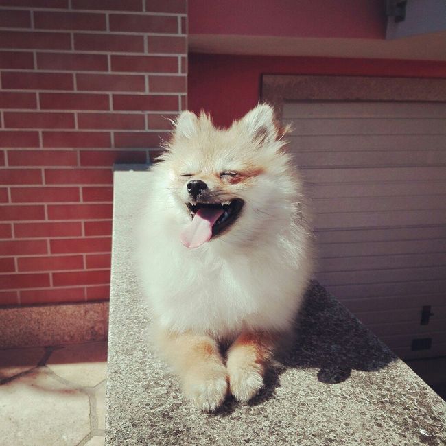 Amigos de 4 patas - 1