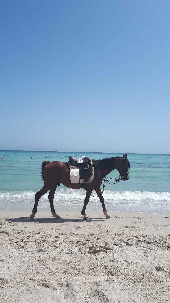Djerba ou Hurghada? - 5