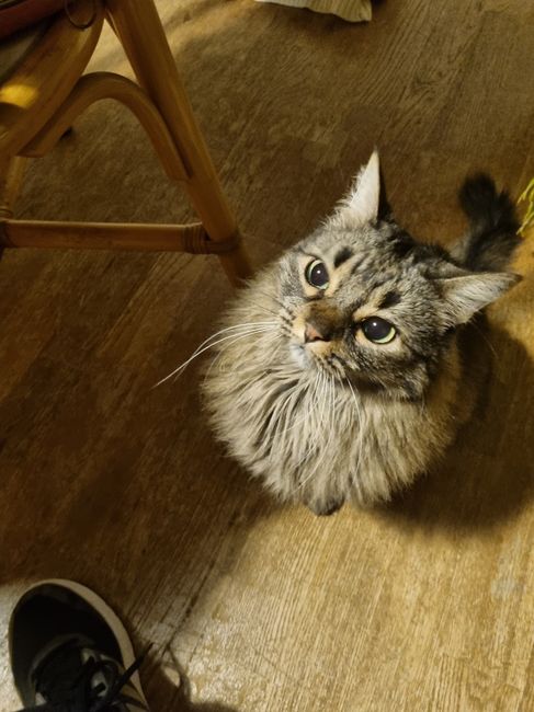Animais de estimação que levam as alianças! Sim ou não? - 1