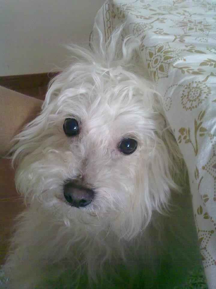 Meu fofito