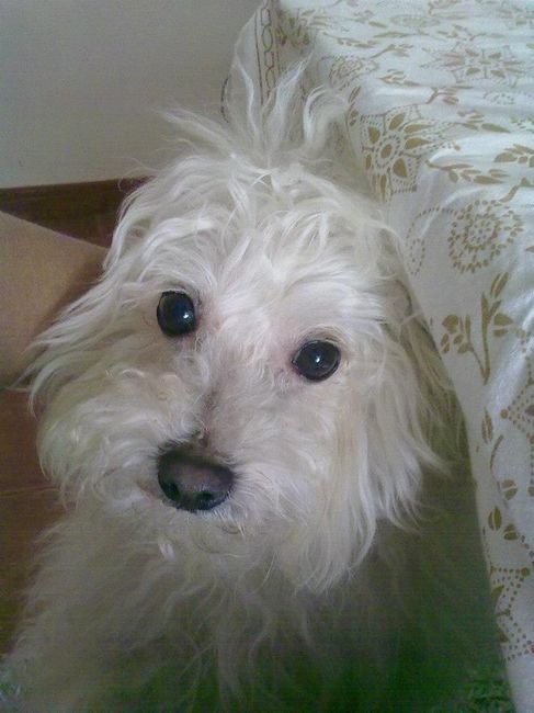 Meu fofito