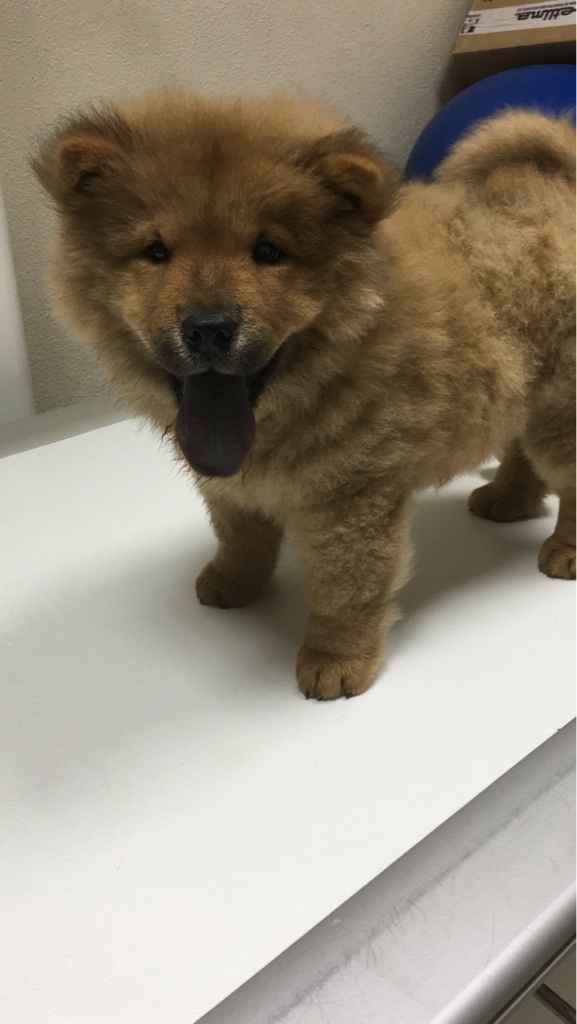 Qual o vosso animal de estimação? - 1