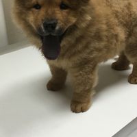 Qual o vosso animal de estimação? - 1