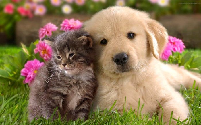 Animais