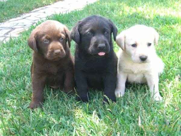 Labrador