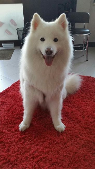 Qual o cão mais bonitinho para o casamento? - 1