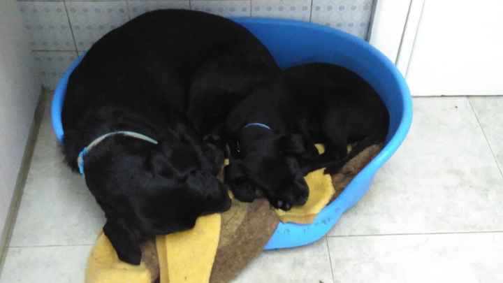 Meus patudinhos lindos ;) 