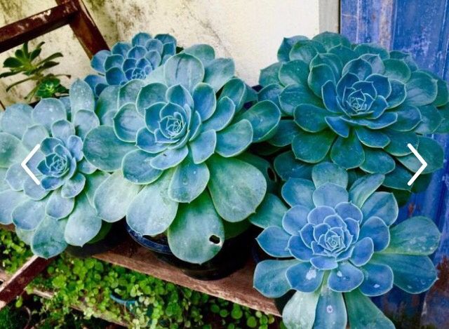 Tendências de flores para 2016 e 2017 - 2
