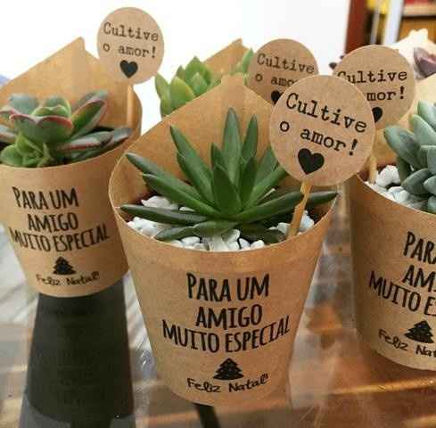 Suculentas 😊😊 - 3