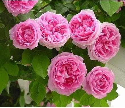 rosa 