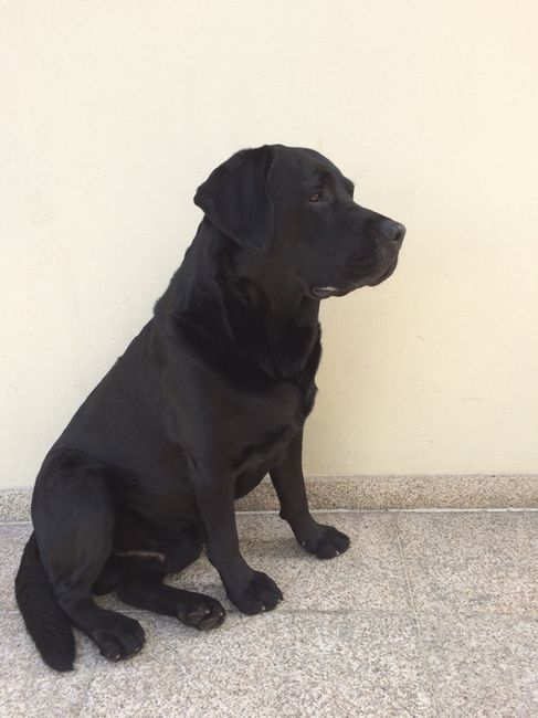 A nossa amiga de 4 patas a levar as alianças - 1