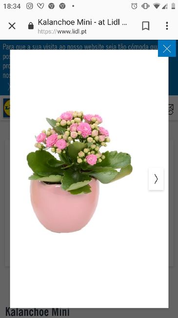 Plantas/flores de vaso para centros de mesa - 2