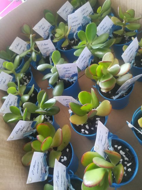 Lembrança para as mulheres - suculentas 🌱 - 1