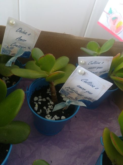 Lembrança para as mulheres - suculentas 🌱 - 4