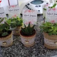 Suculentas, Raspadinhas e ementas - 4