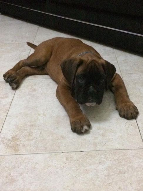 Família 4 patas - 1