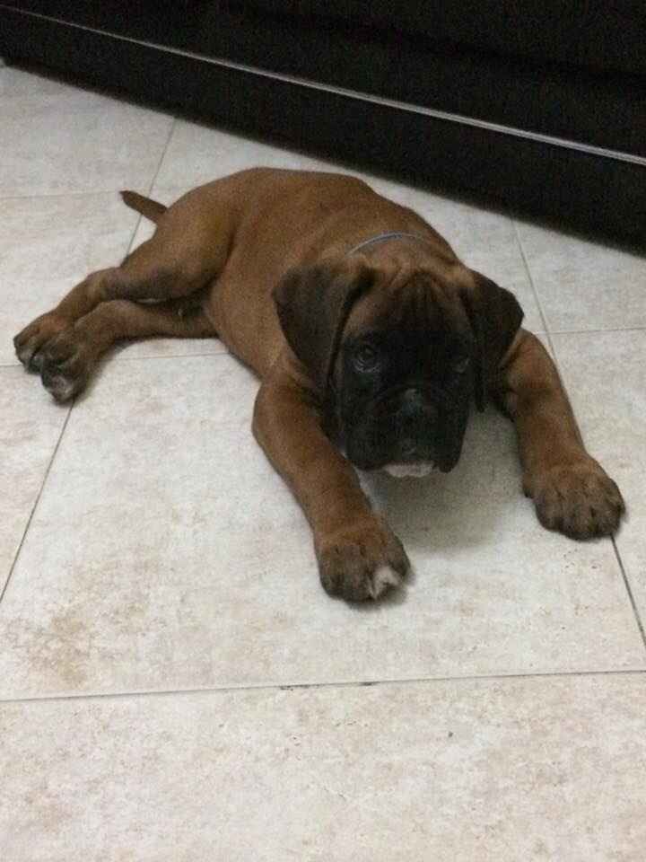 Família 4 patas - 1