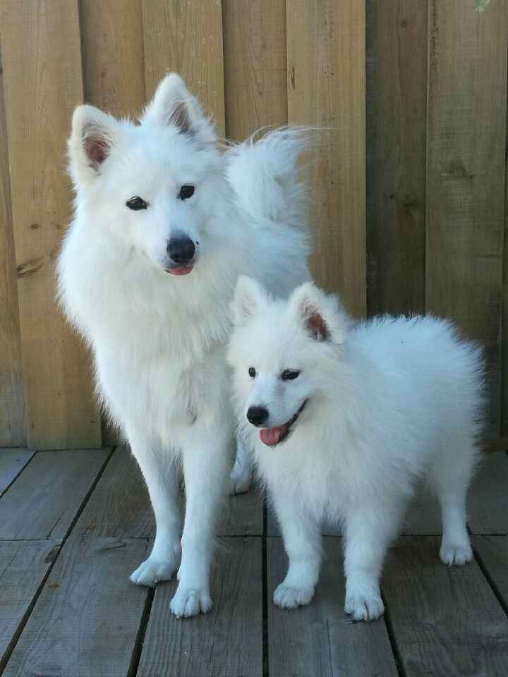 Inspirações cães no casamento - 2