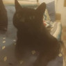 Angelo
