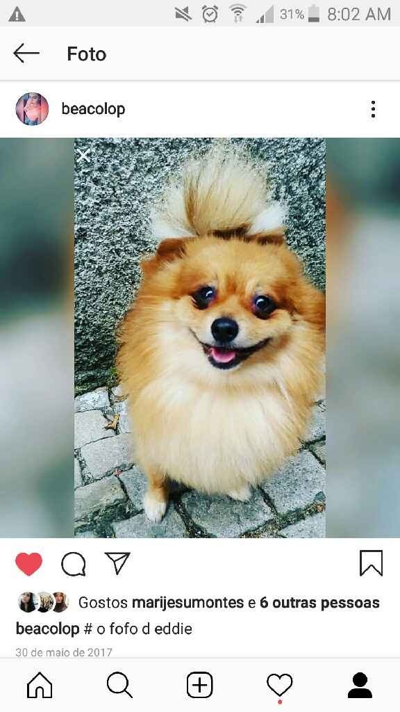 Mascota no Casamento: SIM ou NÃO? - 1