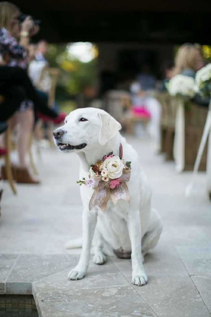 Feliz Dia do Animal 🐶 o teu vai ao casamento? 😊 - 1