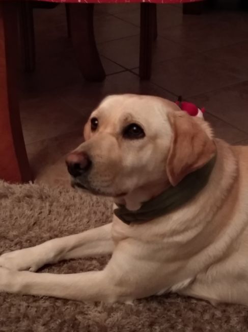 A vossa mascota estará presente no casamento? 🐶 - 1