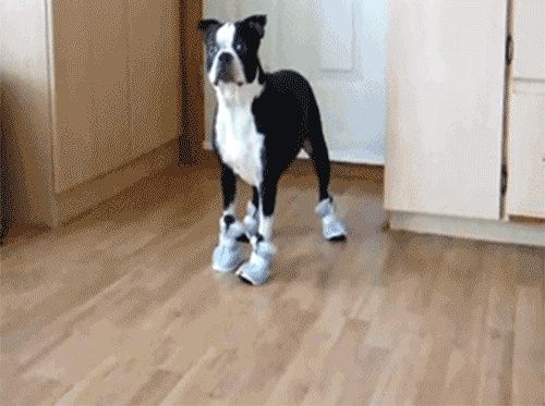 sapatos