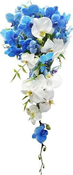 Natural com orquídea phalaenopsis azul e branca