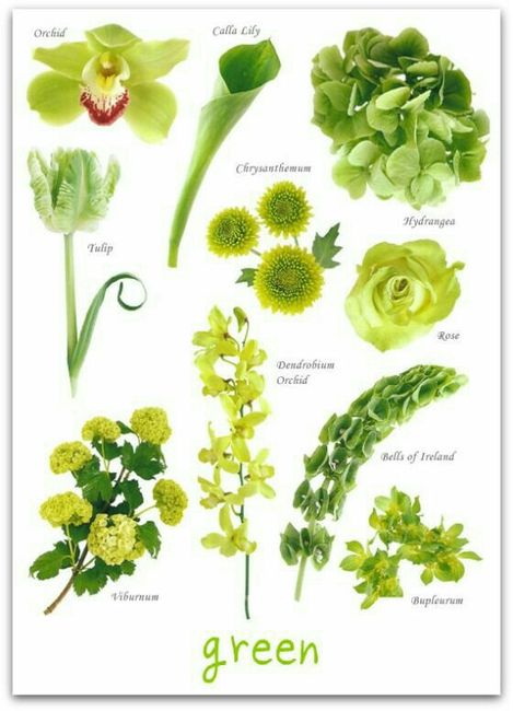Cores de flores - 1
