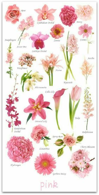 Cores de flores - 2