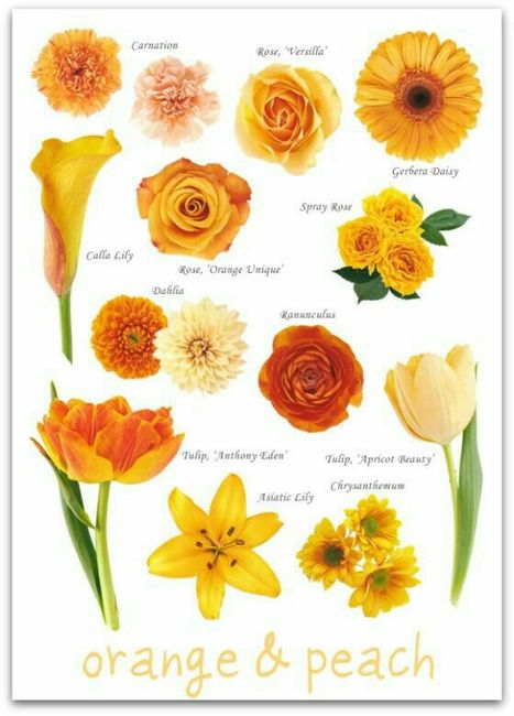 Cores de flores - 3